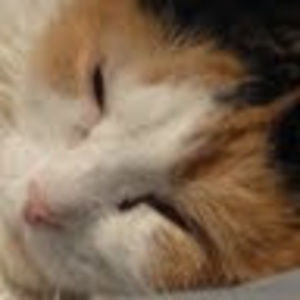 Meet your Posher, Wesley